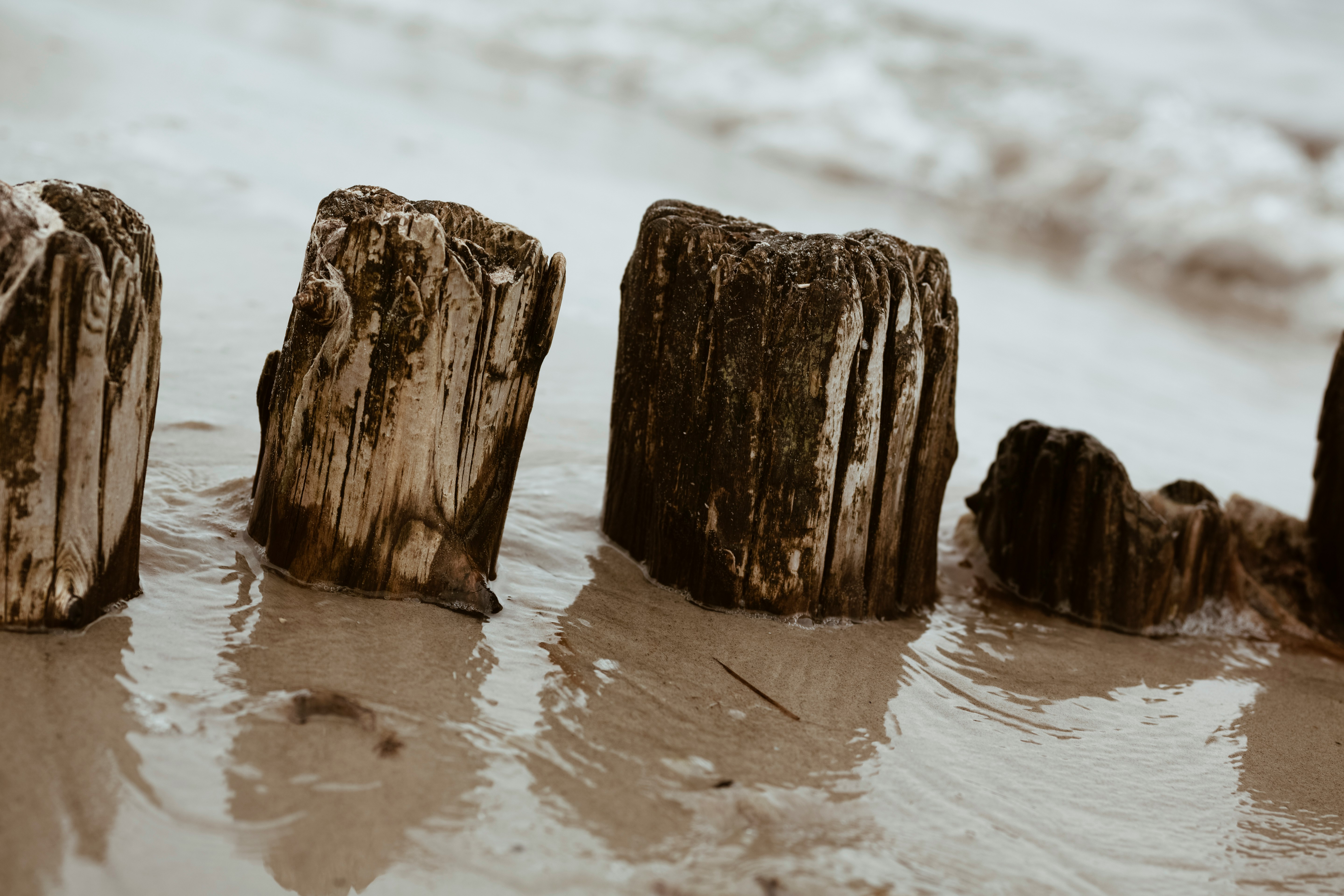 closeup photo of driftwood on shore